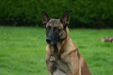 MALINOIS 1088